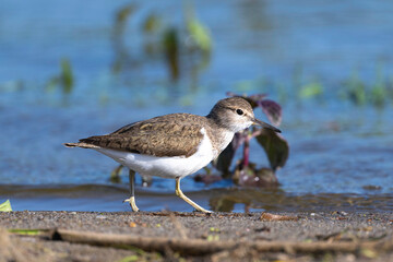 Common sandpiper