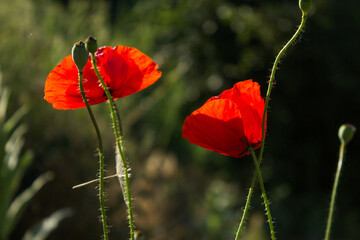 red poppy in the field