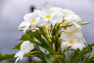 Fototapeta na wymiar White Colour flower is similar to the frangipani flower