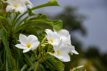 White Colour flower is similar to the frangipani flower
