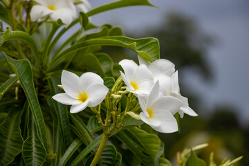 Obraz na płótnie Canvas White Colour flower is similar to the frangipani flower