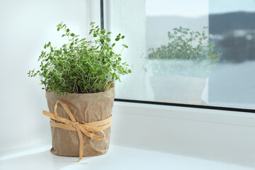 Fresh potted thyme on windowsill indoors. Space for text