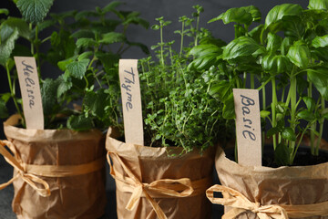Closeup view of different aromatic potted herbs