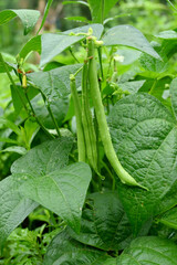 Fototapeta premium closeup the bunch ripe green soybean pods with leaves and plant growing in the farm soft focus natural green brown background.