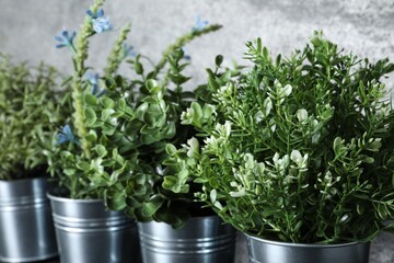 Different artificial potted herbs near grey wall, closeup