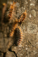 caterpillar on a leaf