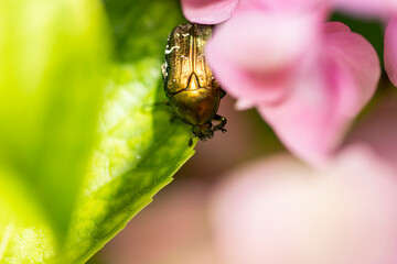 bee on a flower