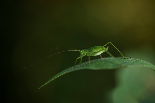 grasshopper on a leaf