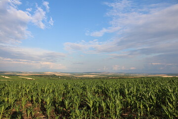 A field of green plants