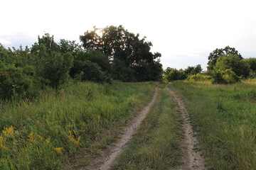 A dirt road through a grassy field