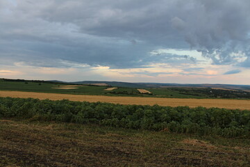 Fototapeta premium A field of crops and a cloudy sky