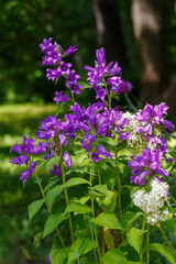 Broadleaf bell ( lat. Campanula latifolia ) is a type species of the genus Bellflower of the Bellflower family