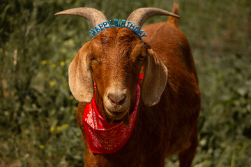 Close up of a Happy Birthday Headband Red Bandana Wearing Nubian Goat with Green Grass Background and Space for Text