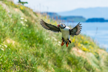 Atlantic Puffin, Fratercula arctica in flight
