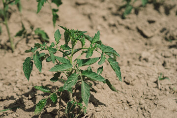 Young tomato on the field, early eco food, tomato with flowers. Agriculture scene.