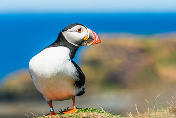 Atlantic Puffin, Fratercula arctica in habitat