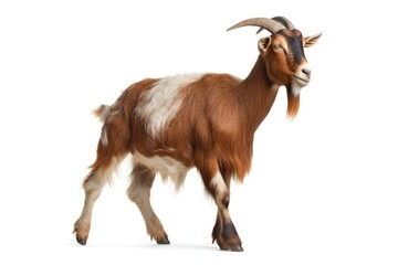Fototapeta premium goat full body white isolated background AI Generated