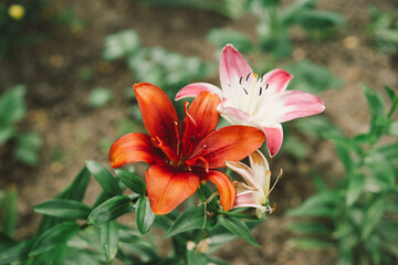 Beautiful lily flowers in the garden. Close-up