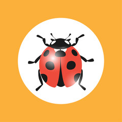 Ladybug cartoon icon. Vector illustration isolated on white background.