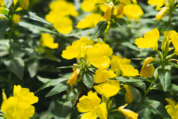 Sundrops. Calylophus berlandieri. Beautiful yellow flowers in the garden.