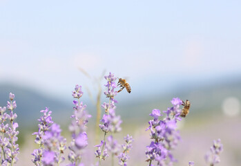 A honey bee flies up to a lavender flower. - obrazy, fototapety, plakaty