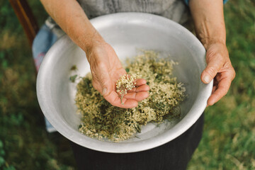Grandmother holds in hands clusters of dried flowers black elderberry. Sambucus nigra. Alternative medicine