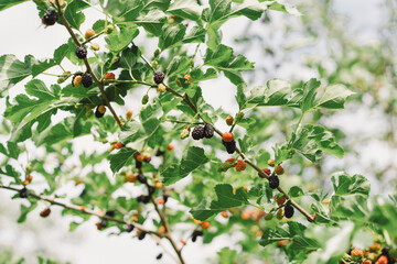 Mulberry fruit and tree. Black ripe and red unripe mulberries tree on the branch. Fresh and Healthy mulberry fruit.