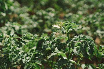 Bushes of potatoes on the field, early eco food, potato with flowers. Agriculture scene.