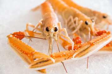 Close-up of a Norway lobster on ice, showcasing its freshness and succulent appeal. Seafood market...