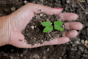 A woman with her hand holding a handful of soil with plant seeds.