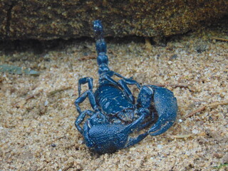 Blue Scorpion 