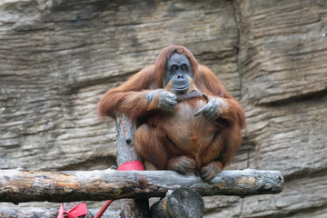 Orangutan resting sitting on wooden logs © Sergey Chayko