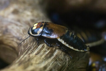 Warty glowspot cockroach, close-up Lucihormetica subcincta