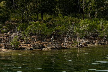 Blue Heron sitting at the waters edge