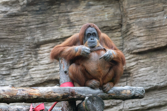 Orangutan resting sitting on wooden logs - Powered by Adobe