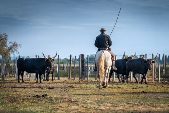 Landscape with bulls and guardians in Camargue