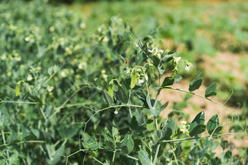 Bushes of young peas on the field, early eco food, peas with flowers. Agriculture scene.