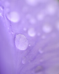 Obraz na płótnie Canvas water drops on purple background