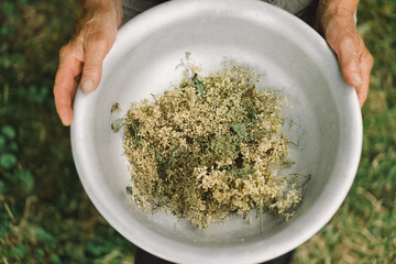 Grandmother holds in hands clusters of dried flowers black elderberry. Sambucus nigra. Alternative medicine
