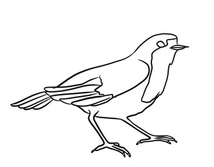 Robin line art. Bird sketch 