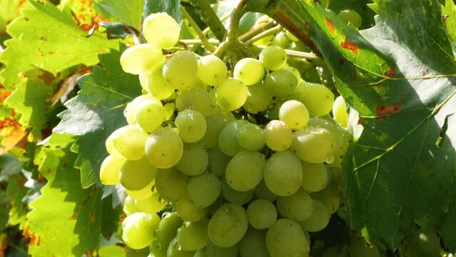 Large bunches of grapes hang on the vine in the garden. Panorama. Ripening of white grape varieties. Grape harvesting
