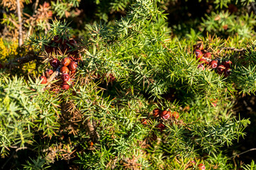 Juniper in the forest Crimea