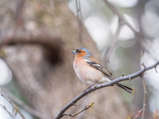 Common chaffinch, Fringilla coelebs, sits on a tree. Common chaffinch in wildlife.