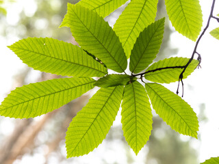Sehr schöne grüne Baumblätter , Hintergrund...