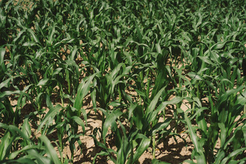 Young corn on the field, early eco food. Selective focus. Agriculture scene.