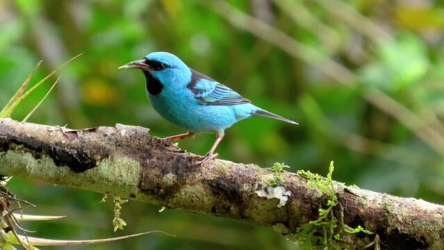 Bird close up. Turquoise honeycreeper. Blue dacnis (Dacnis cayana) male. Atlantic Forest Brazil.