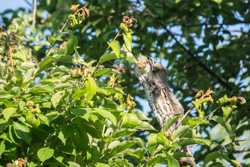 Eastern Gray Squirrel ( Sciurus carolinensis ) on tree stump scratching ear © GregDPhotos
