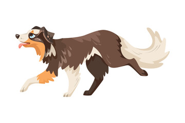 Walking Border Collie Dog Breed with Thick Coat Vector Illustration