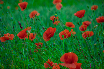 red poppy flowers grow among the fields