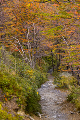 Path through the wilderness in autumn colors, Torres del Paine National Park, Chile, Patagonia